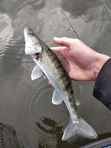 Zander