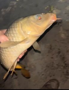 Grass Carp