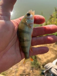 European Perch