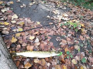 Northern Pike