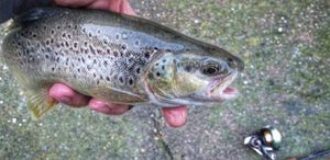 Brown Trout