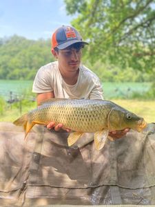 Common Carp