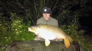 Common Carp