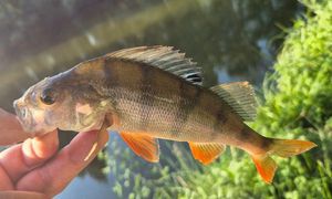 European Perch