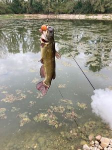 Black Bullhead