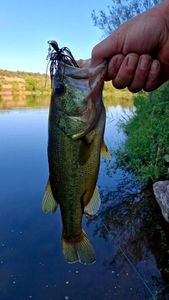 Largemouth Bass