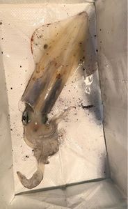 European Squid
