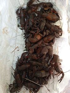 Spinycheek Crayfish