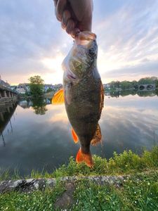 European Perch