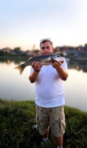 European Bass (Seabass)