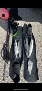 Thicklip Grey Mullet