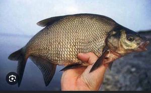 Common Bream