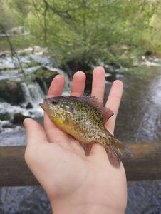 Green Sunfish