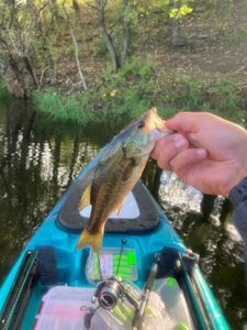 Largemouth Bass