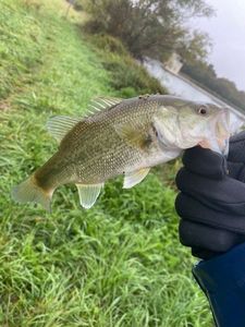 Achigan à Petite Bouche (Black-Bass)