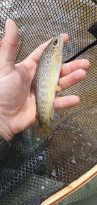 Brown Trout