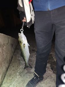 Bluefish