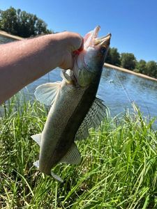 Zander