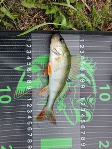 European Perch