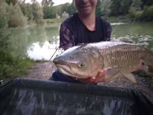 Grass Carp