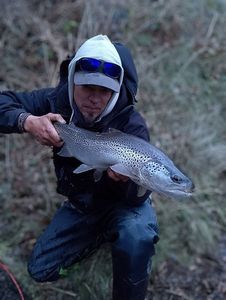 Brown Trout