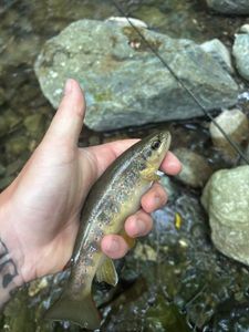 Brown Trout