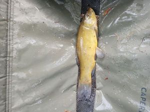 Tench