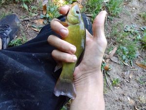 Tench