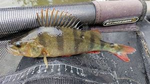 European Perch