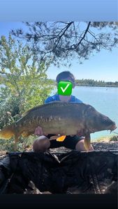 Mirror Carp