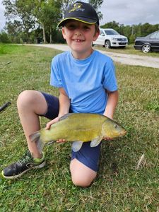 Tench