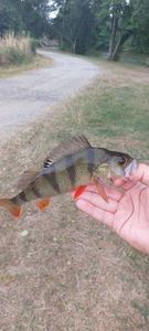 European Perch