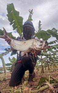 Tarpon