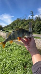 European Perch