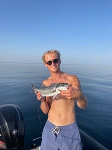 European Bass (Seabass)