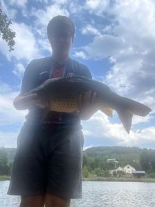 Common Carp