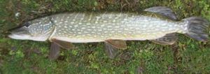 Northern Pike