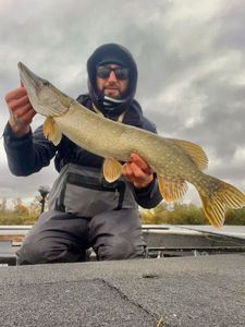 Northern Pike