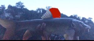 Barbel