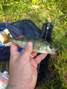 European Perch