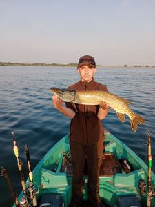Northern Pike