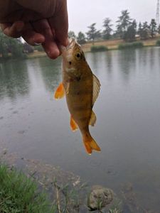 European Perch