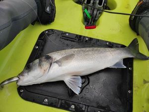 European Bass (Seabass)