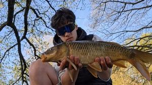 Common Carp
