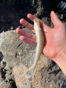Pesce lucertola