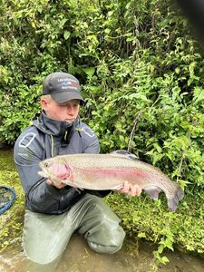 Rainbow Trout