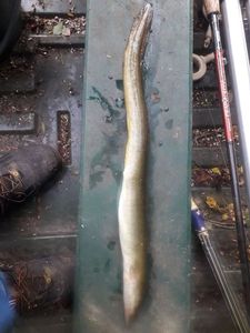 European Eel (Common Eel)