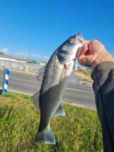 European Bass (Seabass)