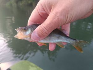 European Perch