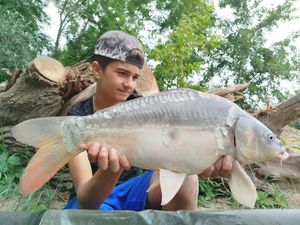 Mirror Carp
